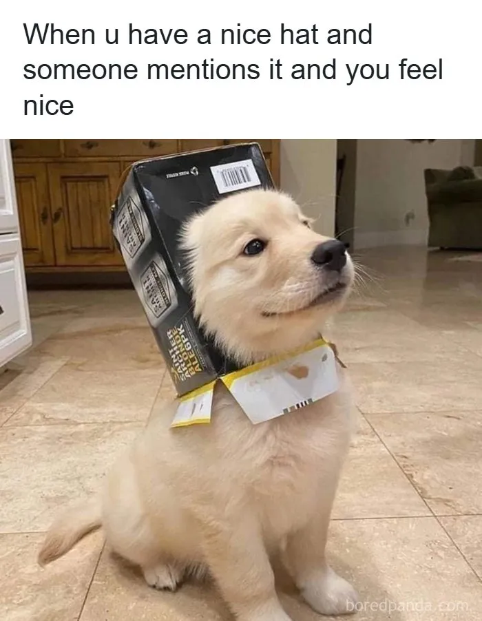 134 Memes That Make A Strong Case For Animals Being The Funniest Part Of The Internet