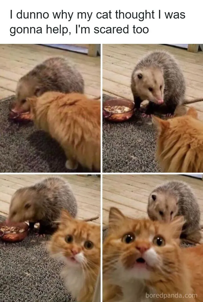 97 Hilarious, Wholesome And Adorable Animal Moments Perfectly Turned Into Memes