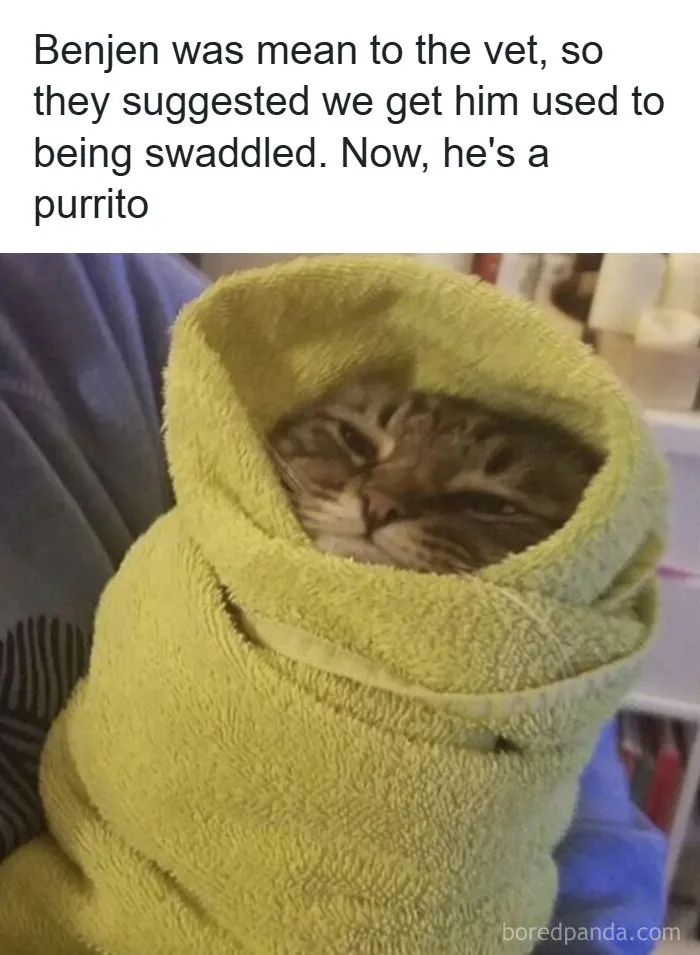 Adorable-Funny-Animal-Memes