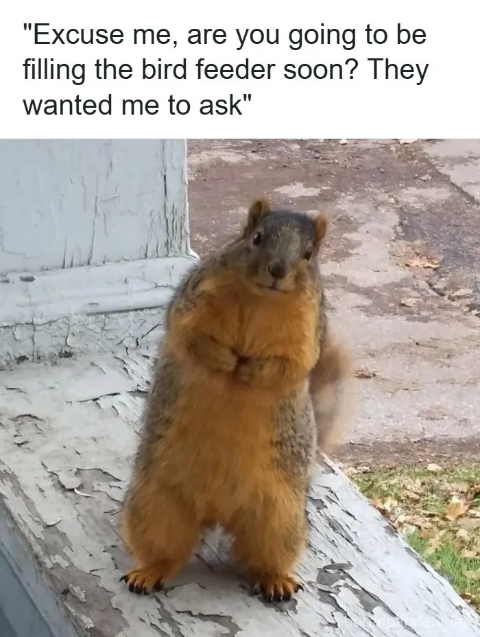 134 Memes That Make A Strong Case For Animals Being The Funniest Part Of The Internet