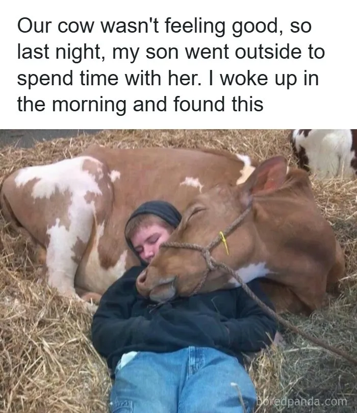 134 Memes That Make A Strong Case For Animals Being The Funniest Part Of The Internet