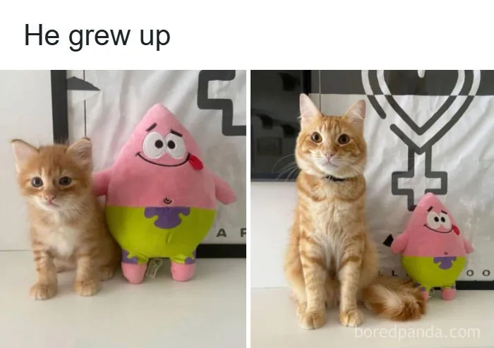 134 Memes That Make A Strong Case For Animals Being The Funniest Part Of The Internet