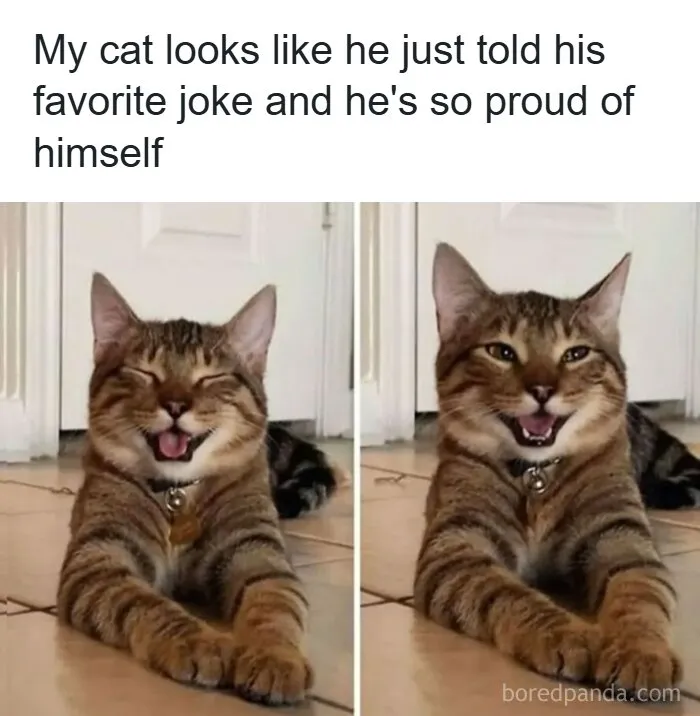 134 Memes That Make A Strong Case For Animals Being The Funniest Part Of The Internet