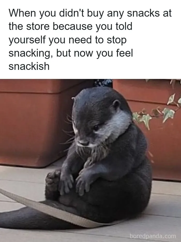 134 Memes That Make A Strong Case For Animals Being The Funniest Part Of The Internet