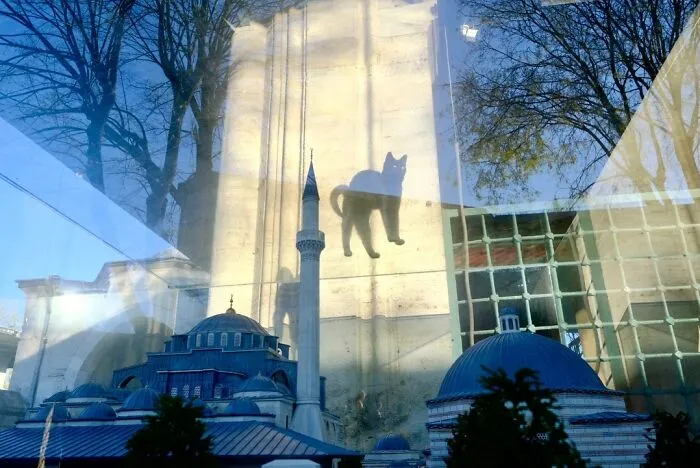 People, Cats, And Perfect Timing: Sami Uçan's 25 New Street Photos