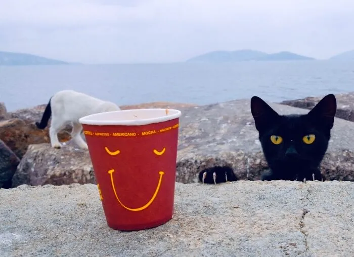 People, Cats, And Perfect Timing: Sami Uçan's 25 New Street Photos