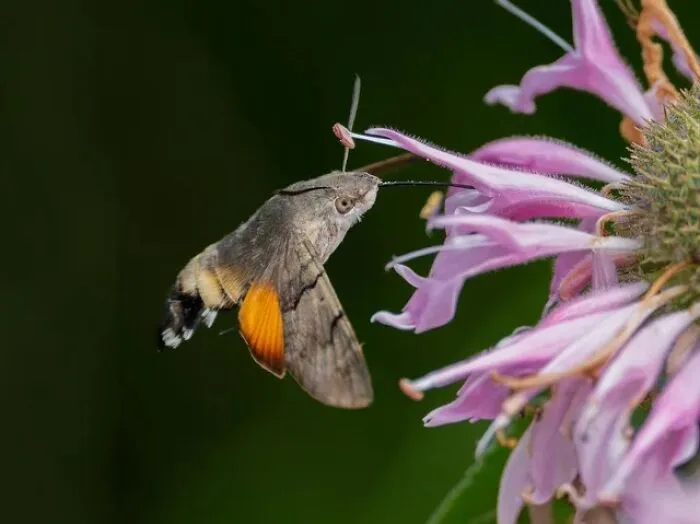 51 Times Nature Delivered The Most Wholesome Moments Ever Photographed
