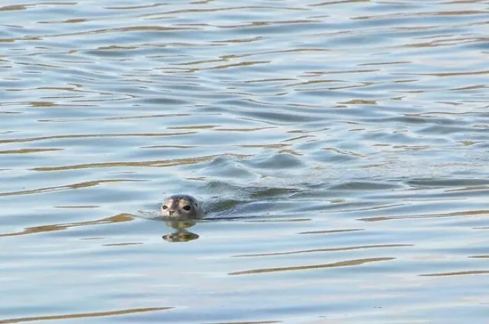 51 Times Nature Delivered The Most Wholesome Moments Ever Photographed