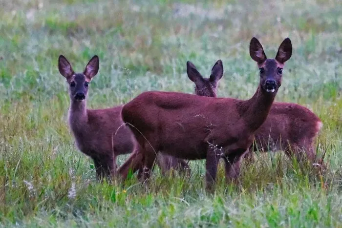 51 Times Nature Delivered The Most Wholesome Moments Ever Photographed