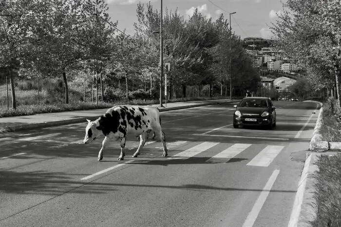 A candid moment from the streets by Sami Uçan shows a cow crossing a pedestrian street with a car approaching.