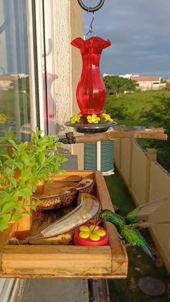 This Man Created A Little “Bird Canteen” By His Window, And 21 Photos Show Who Stopped By