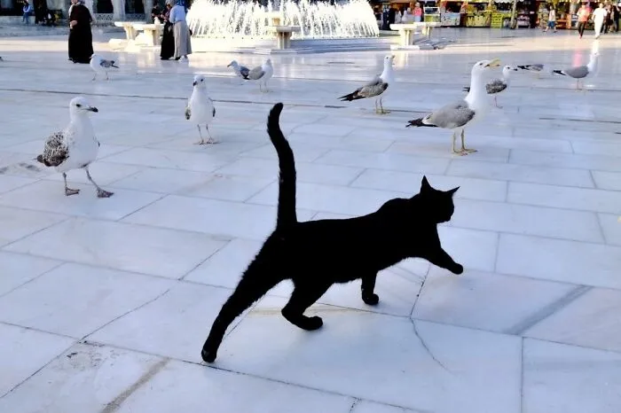 People, Cats, And Perfect Timing: Sami Uçan's 25 New Street Photos