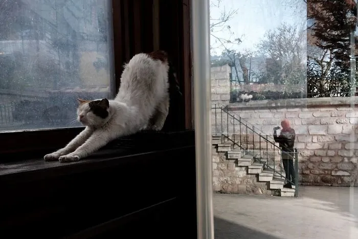 People, Cats, And Perfect Timing: Sami Uçan's 25 New Street Photos
