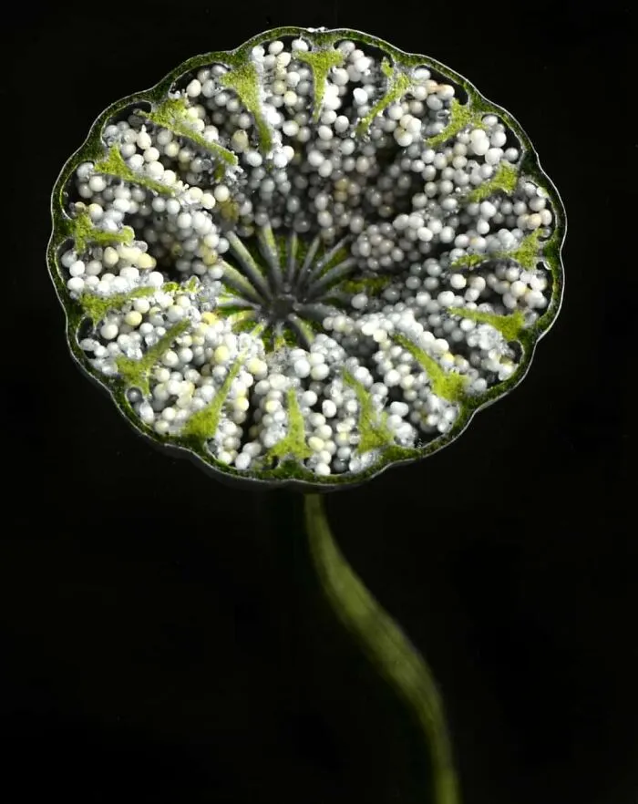 Poppy Capsule
