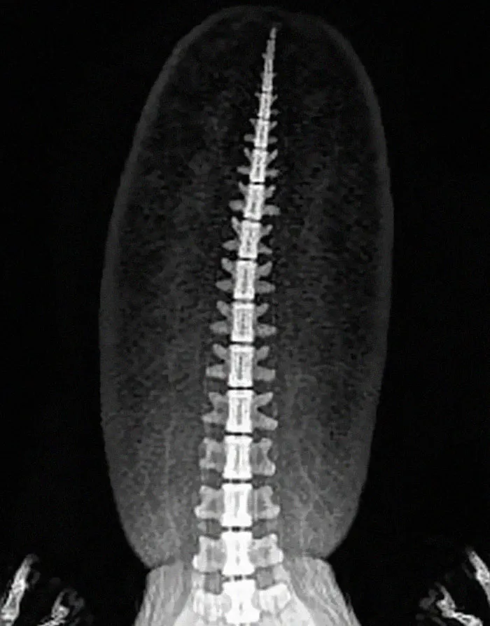This Is An X-Ray Of A Beaver’s Tail. Imagine If We Only Knew About Beavers From Fossil Remains, We Would Almost Certainly Reconstruct Them Incorrectly. Now Apply This To Dinosaurs