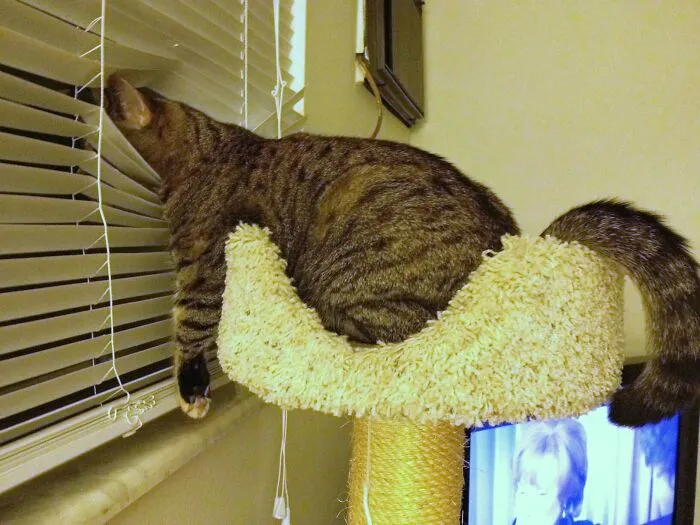 77 Confusing "Cats Out Of Context" Photos That Somehow Get Funnier The Longer You Look