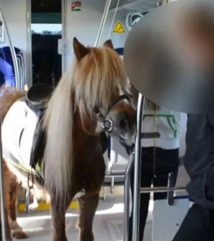 A Few Years Ago, A Young Girl In My Town Attempted To Steal The Pony She Had Been Caring For At A Stable By Taking Him On The Train Toward Her Own City