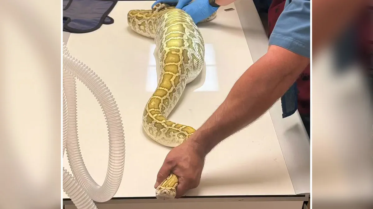 Family Finds 8-Foot Python Living Under Their Shed, The X-Ray Of What It Ate Makes Everything Worse