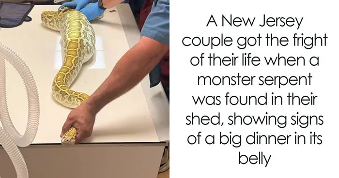 Family Finds 8-Foot Python Living Under Their Shed, The X-Ray Of What It Ate Makes Everything Worse