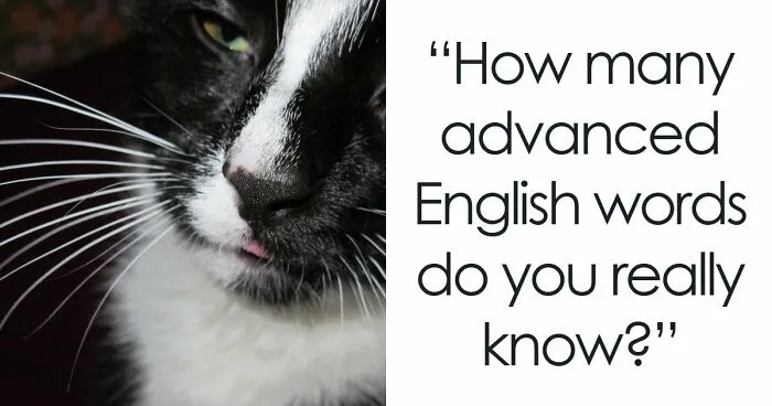 "Do You Have An Incredible Vocabulary?": Prove It By Matching A Difficult Word To Its Image