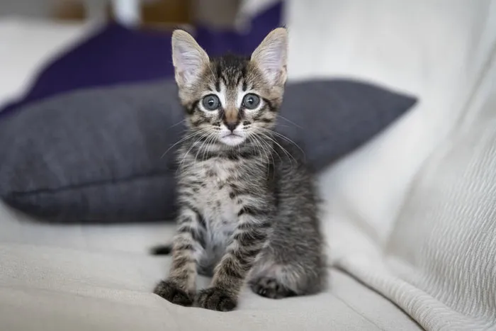 75 Pet Parents Share The Most Hilarious And Crazy Reasons They Had To Pay A Bill At The Vet