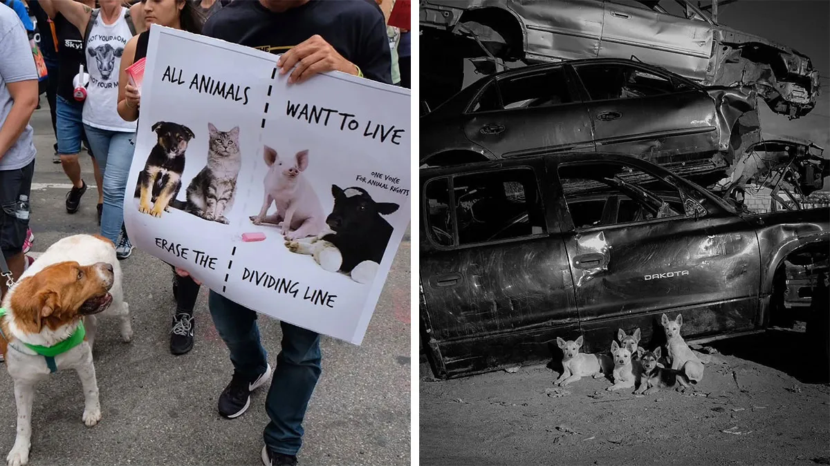 40 Street Photos That Prove You Never Know What’s Around The Corner