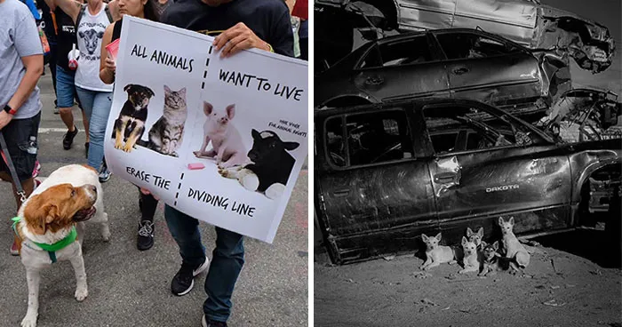 40 Street Photos That Prove You Never Know What’s Around The Corner