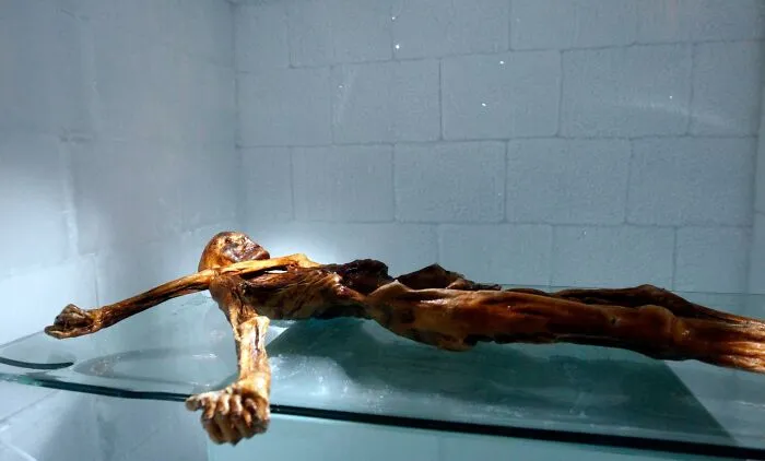 Ötzi The Iceman, 5,300-Year-Old Mummy, South Tyrol Museum Of Archaeology, Bolzano