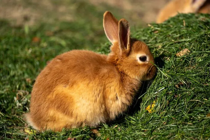 My Parents Made Me Eat My Pet Rabbit, And It Still Haunts Me