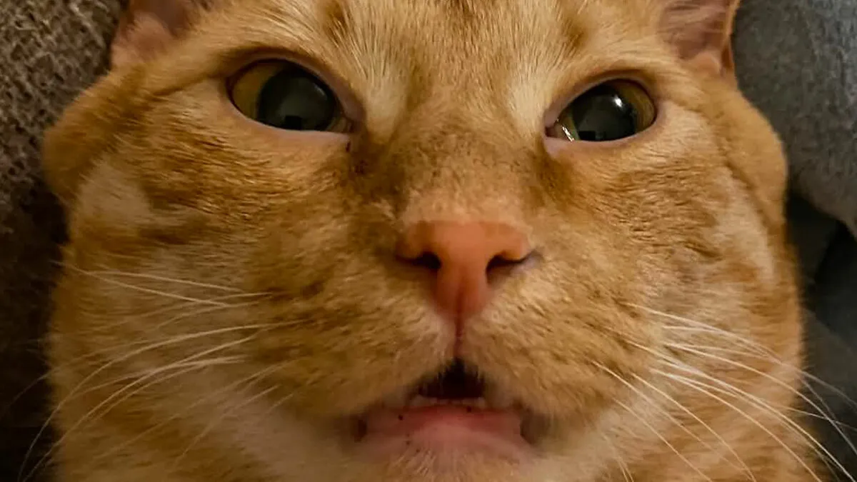 75 Pet Parents Share The Most Hilarious And Crazy Reasons They Had To Pay A Bill At The Vet