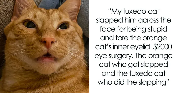 75 Pet Parents Share The Most Hilarious And Crazy Reasons They Had To Pay A Bill At The Vet