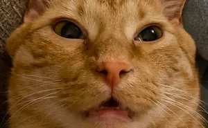 75 Pet Parents Share The Most Hilarious And Crazy Reasons They Had To Pay A Bill At The Vet