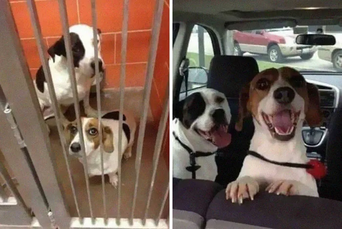 Two Photos Taken An Hour Apart, Before And After Adoption