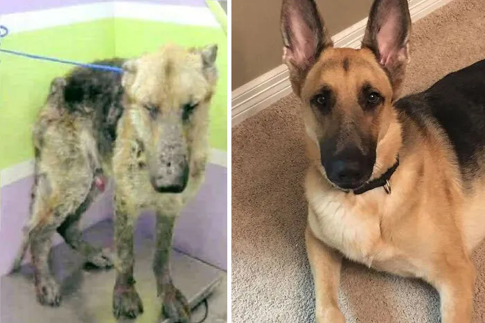 Before And After Adoption. This Is Hansel Now. He's A Happy, Trouble Making Boy Who No Longer Has To Deal With Disgusting And Horrible Owners