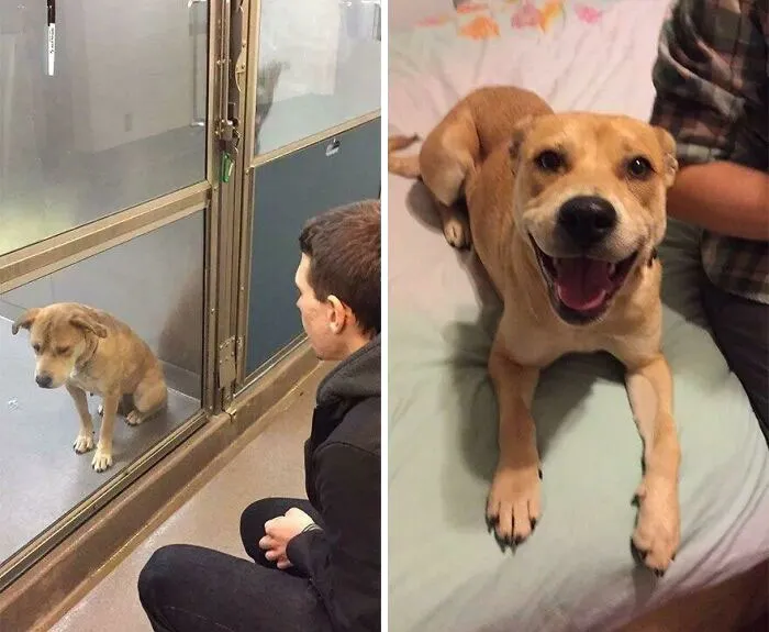 Before And After Adoption