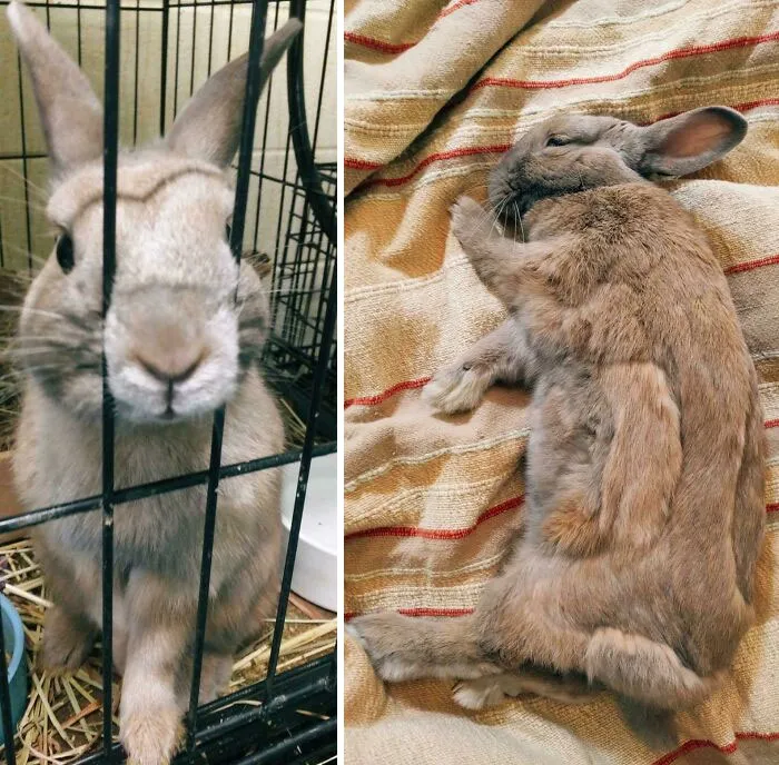 Violet Was An Easter Present To A Young Child Who Lost Interest. She Was Kept In Tiny Wire Cage In Their Basement And Forgotten About
