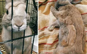 127 Pets Who Barely Look Like The Same Animals After Finding Loving Homes