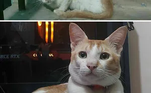 127 Pets Who Barely Look Like The Same Animals After Finding Loving Homes