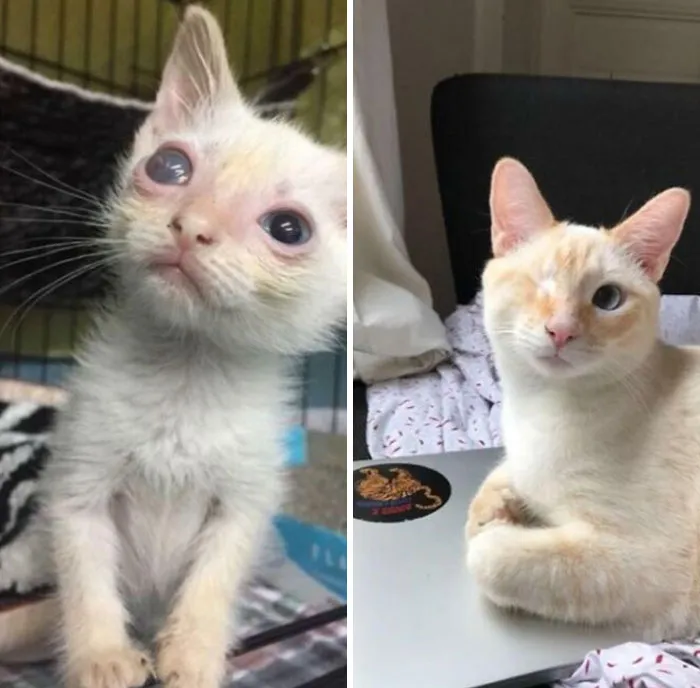 Our Sweet Cousteau! From A Scrawny Street Kitty In New Orleans To A Prince Living In Paris