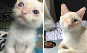 127 Pets Who Barely Look Like The Same Animals After Finding Loving Homes