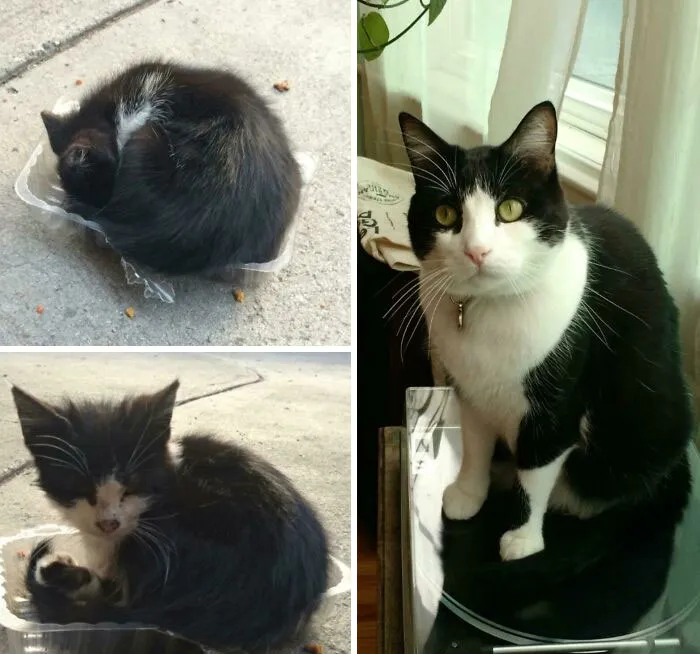 Some Wonderful Soul Found This Little Guy On The Street Cuddled Up In A Plastic Container