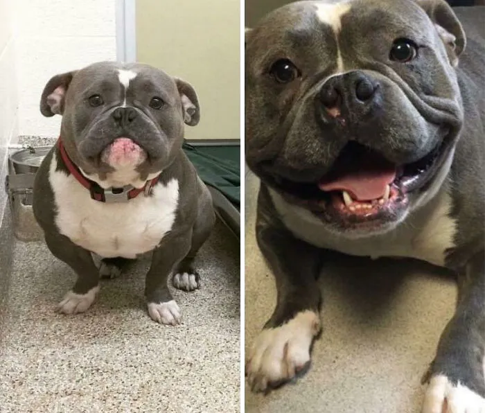 Before and after photos of a rescued pet pitbull, showing its transformation from sad to happy.
