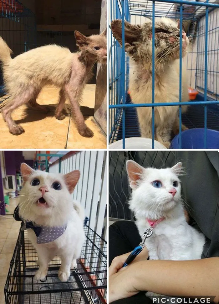 My Boy Yuzu Was A Stray Found By A Friend Of Mine With The Worst Case Of Scabies We've Ever Seen (We're All Vet Students)