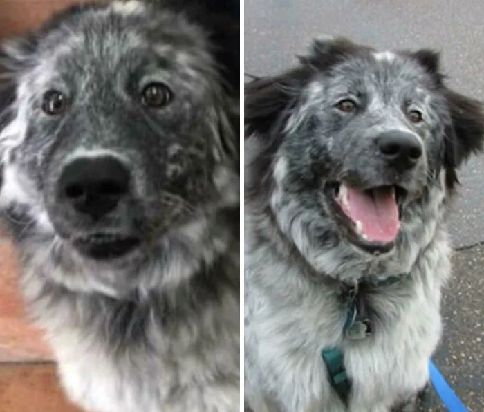 Before and after photos of a rescued pet dog, with its fur and eyes bright, showcasing a happy rescue.