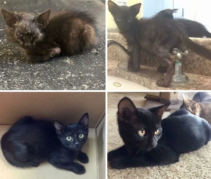 My Midnight’s Transformation