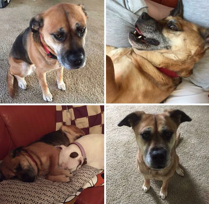 Ellie Was My Horrible Ex Boyfriends Dog