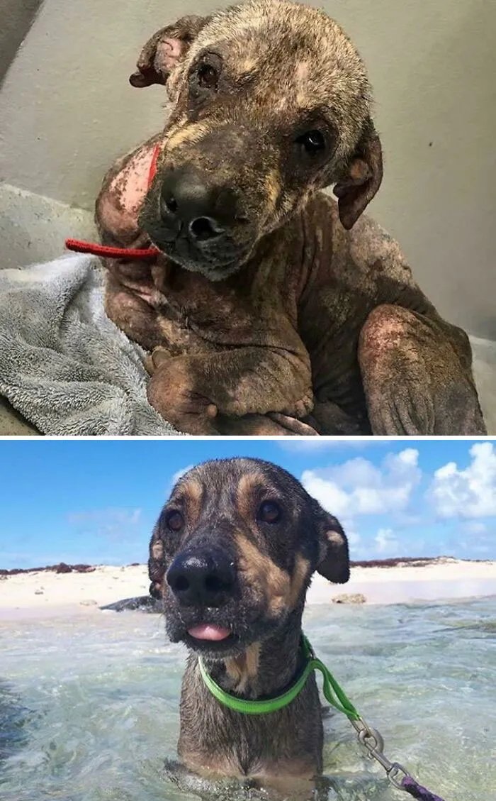 Ozzy The Island Doggo