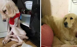127 Pets Who Barely Look Like The Same Animals After Finding Loving Homes