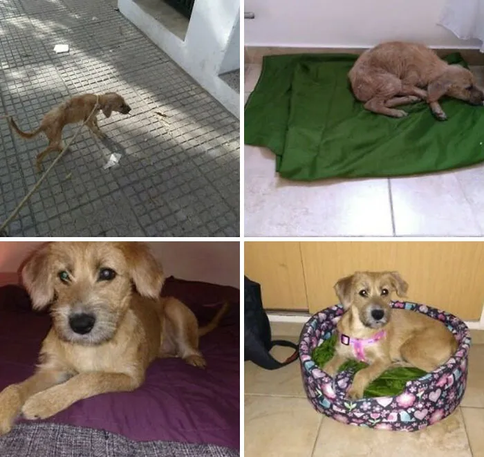 Before and after photos of a rescued pet dog, transformed from a street dog to a happy, pampered companion.