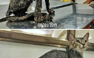 127 Pets Who Barely Look Like The Same Animals After Finding Loving Homes